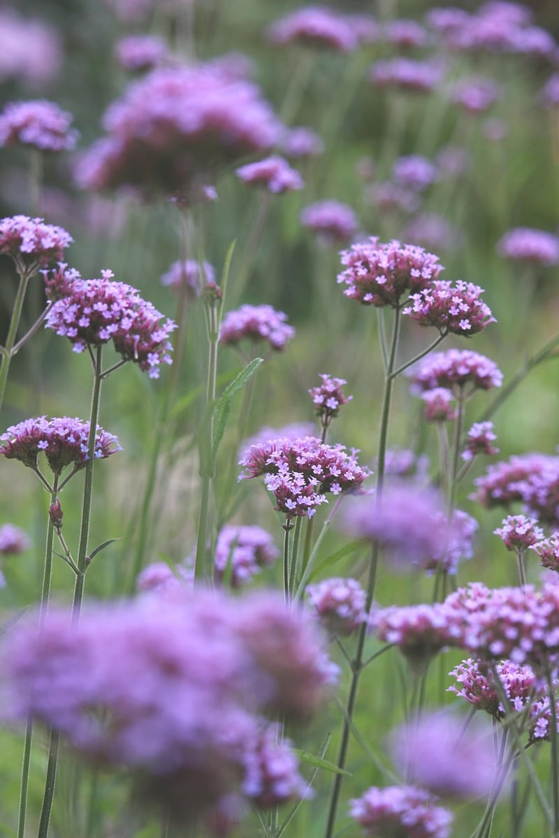 Flower beds