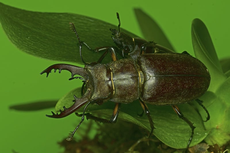 Wildlife Illustration